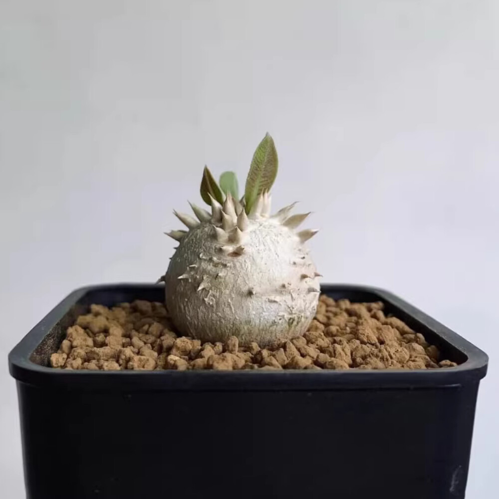 3-4cm 1PCS Seedling Cactus Live Plant Pachypodium Densiflorum X Brevicaule Beautiful Rare Garden Cactus
