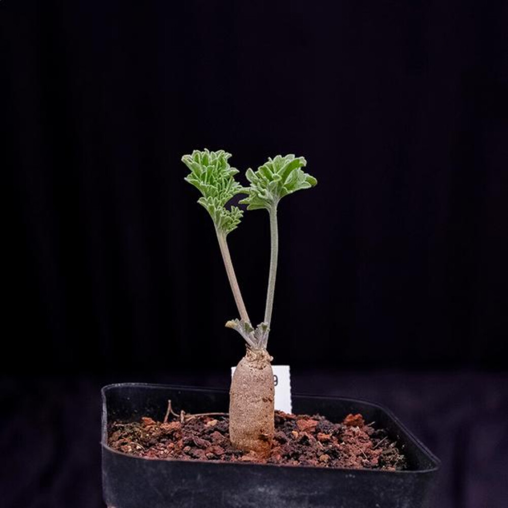 2CM 1PCS Cactus Live Plants Pelargonium Parviflorum Beautiful Cactus Rare Root tuber Cactus