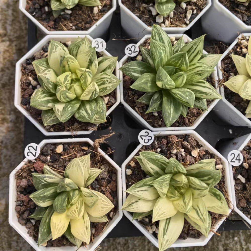 4-5CM 1PCS Seedling Cactus Live Plant Haworthia Cymbiformis Variegated Beautiful Cactus