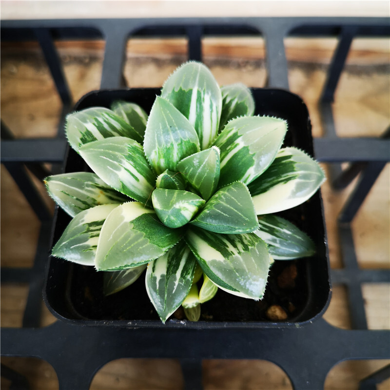 5-6cm Cactus Live Plants Haworthia heidelbergensis Variegata Beautiful Live Plants Rare Cactus