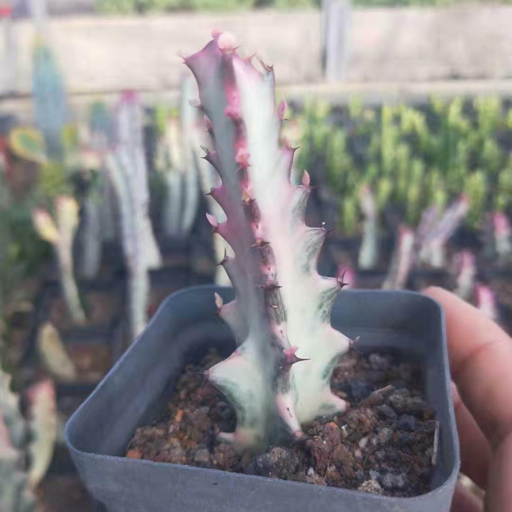 8-10CM Cactus Live Plants Euphorbia Trigona F. Variegata Beautiful Rare Cactus