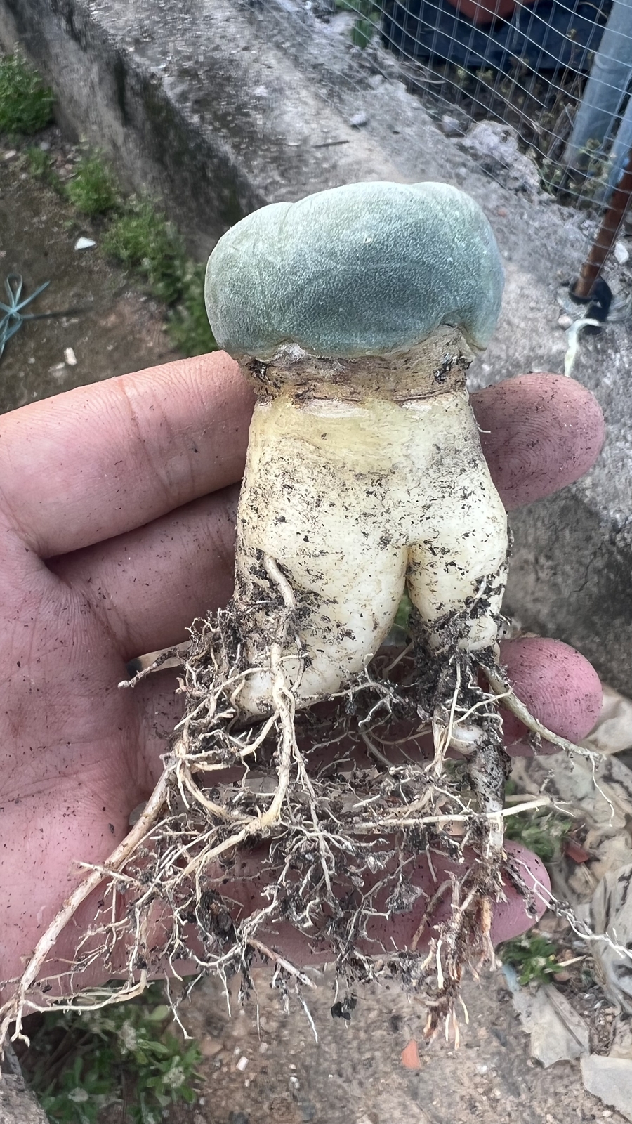 4cm 1PCS Seedling Cactus Live Plants Lophophora williamsii Beautiful Cactus Rare Garden Cactus