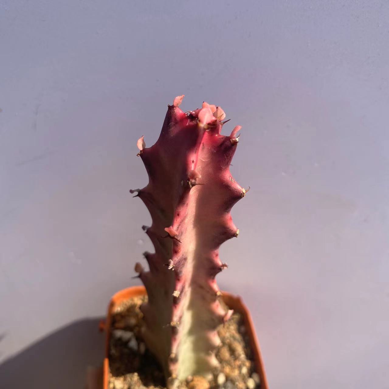 8-10CM Cactus Live Plants Euphorbia Trigona F. Variegata Beautiful Rare Cactus