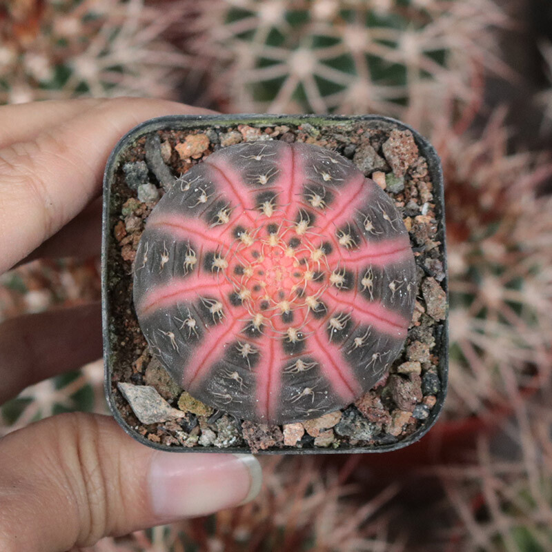 4cm 1PCS Seedling Cactus Live Plant Gymnocalycium Ragonesei Variegated Beautiful Garden Rare Succulent plant