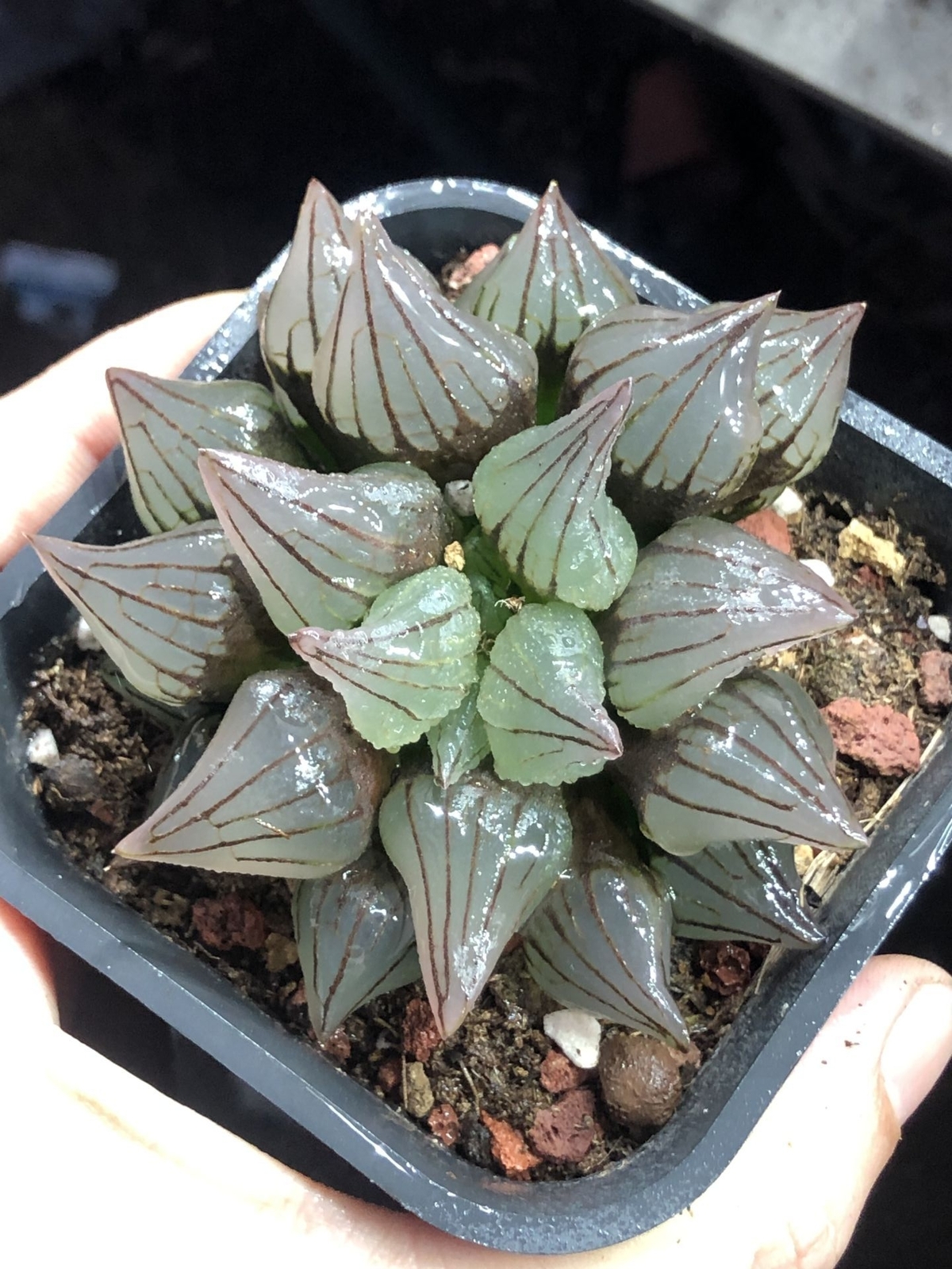 5-6cm 1PCS Seedling Cactus Live Plants Haworthia Magnifica V.atrofusca Beautiful Rare succulent plant