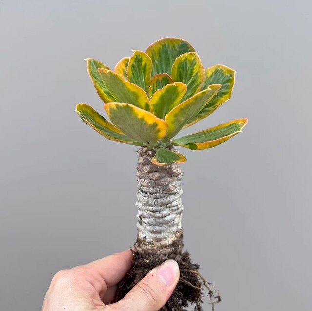 7-8cm 1PCS Seedling Cactus Live Plants Euphorbia poissonii Variegated Beautiful Garden succulent plant