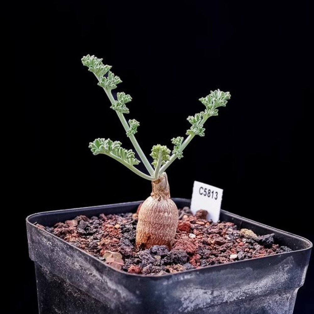 2CM 1PCS Cactus Live Plants Pelargonium Parviflorum Beautiful Cactus Rare Root tuber Cactus