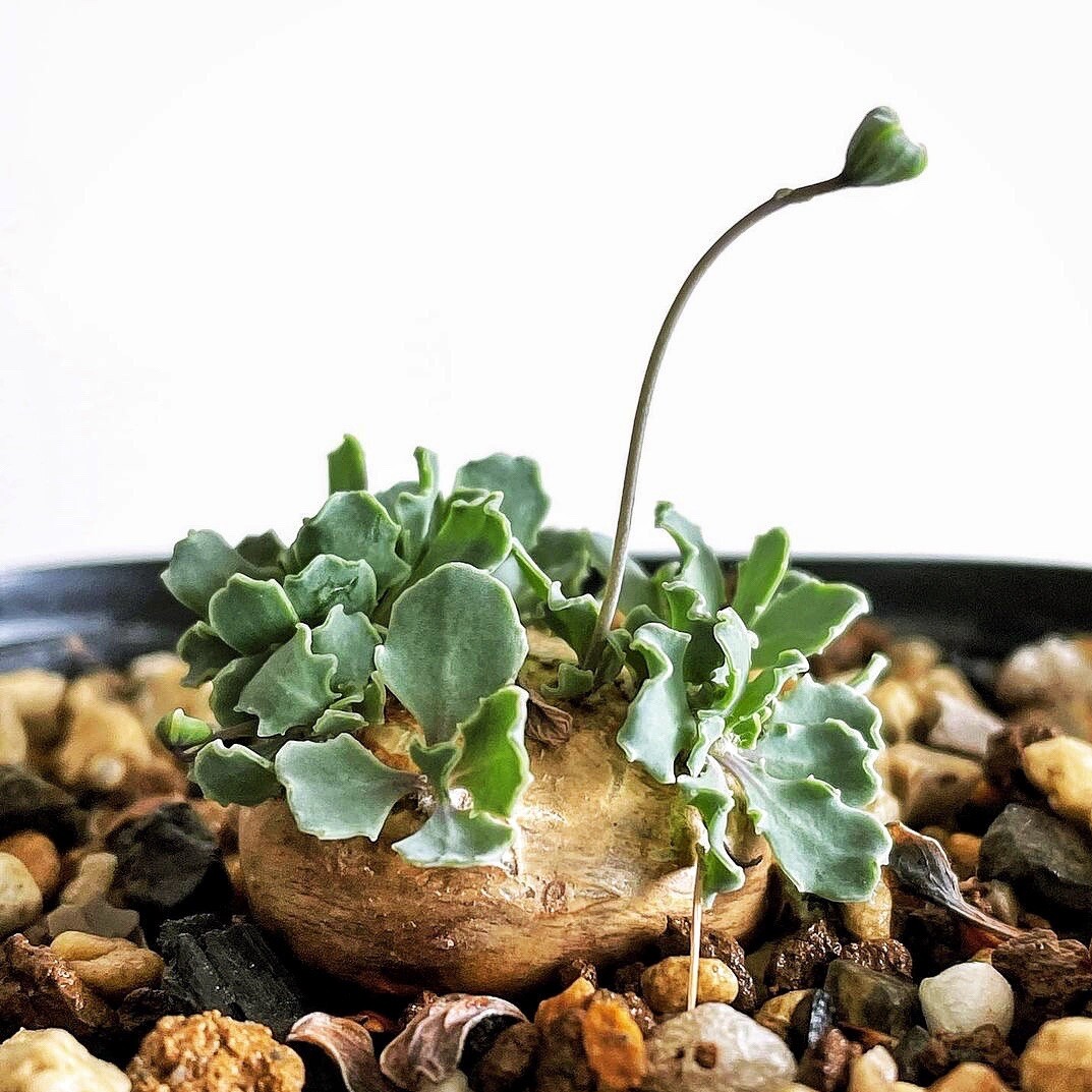 2.5-3CM 1PCS Seedling Cactus Live Plants Othonna Cacalioides Beautiful Rare root tuber succulent plant