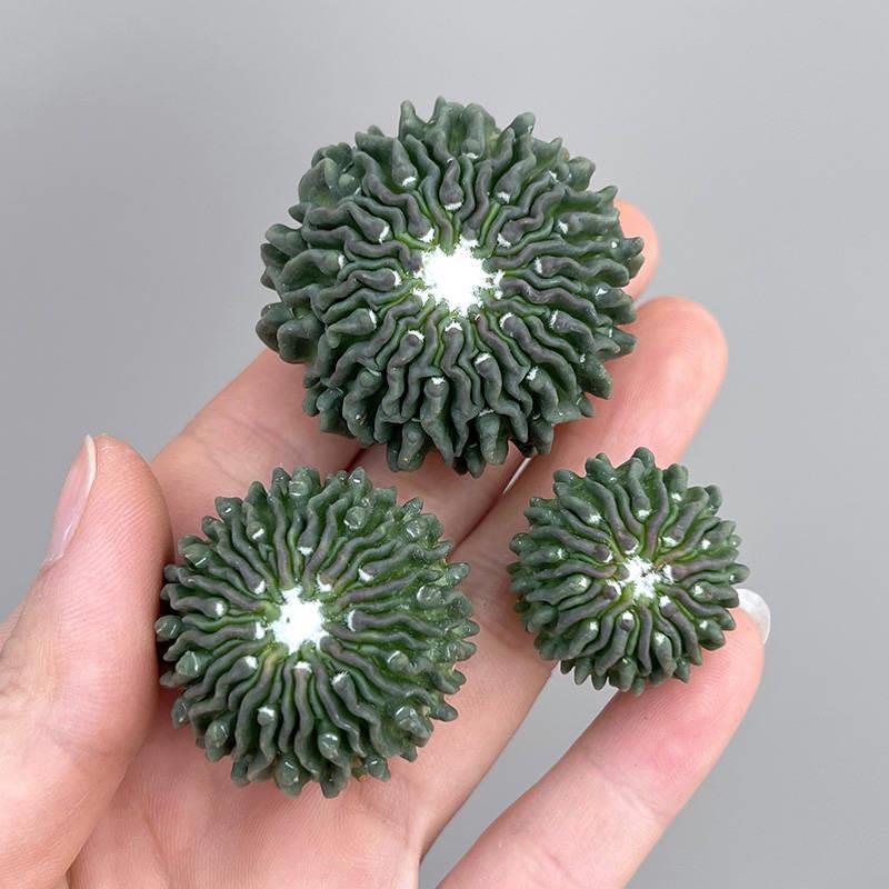 3cm 1PCS Seedling Cactus Live Plants Stenocactus Multicostatus stingless Beautiful Rare Cactus