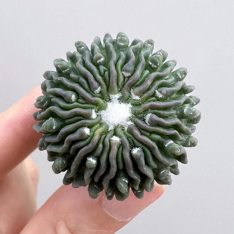 3cm 1PCS Seedling Cactus Live Plants Stenocactus Multicostatus stingless Beautiful Rare Cactus