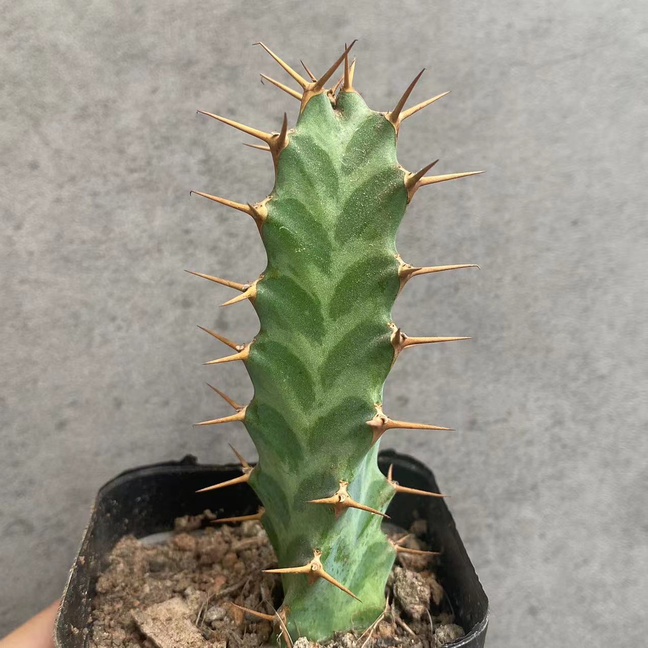 6-8cm Seedling Cactus Live Plants Euphorbia Virosa Beautiful Cactus Rare Garden plants