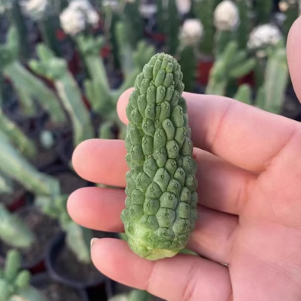 5-6cm 1PCS Rootless Seedling Cactus Live Plants Larryleachia cactiformise Beautiful Rare garden succulent plant