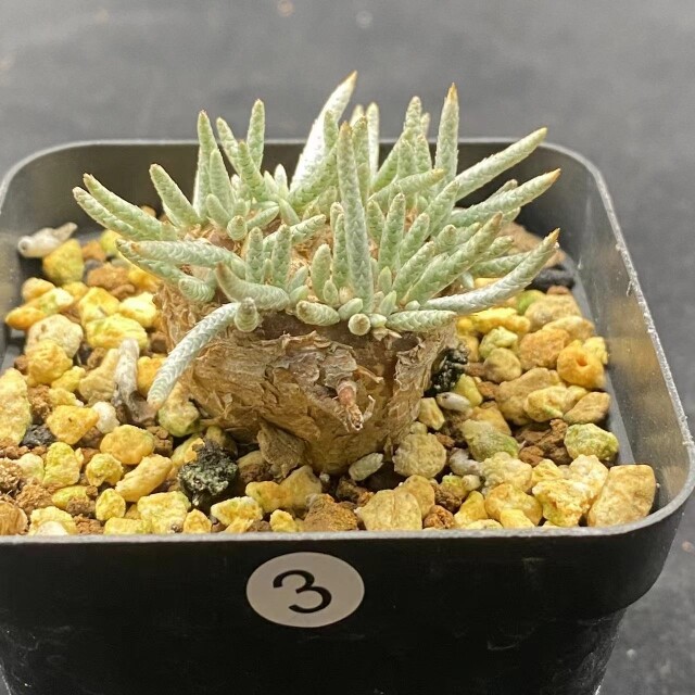 2-2.5cm 1PCS Seedling Cactus Live Plants Avonia Quinaria Beautiful Cactus Rare Root Tuber succulent plants