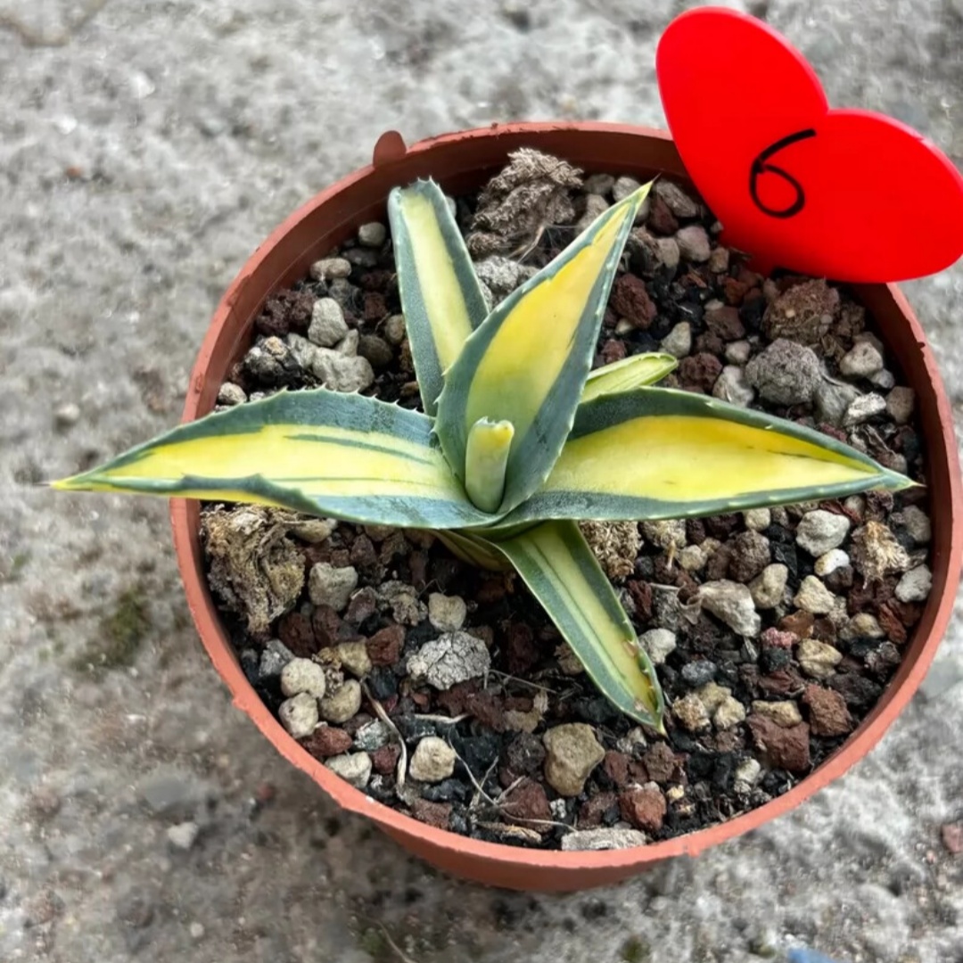 8cm 1PCS Seedling Cactus Live Plant Agave Americana Mediopicta Ag. Potatorum Beautiful Cactus