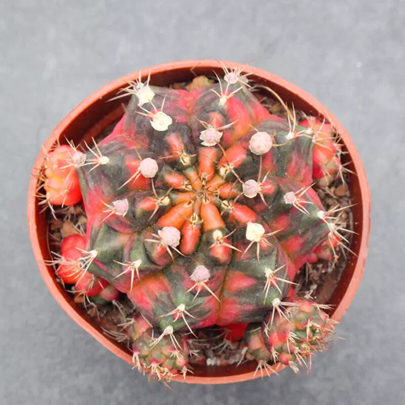 6-7cm Cactus Live Plants Gymnocalycium Variegata Beautiful Cactus Garden Rare Cactus