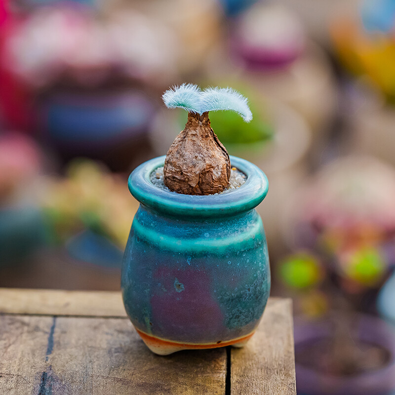 1.5-2cm 1PCS Seedling Cactus Live Strumaria Villosa Beautiful Garden root tuber succulent plant Planting