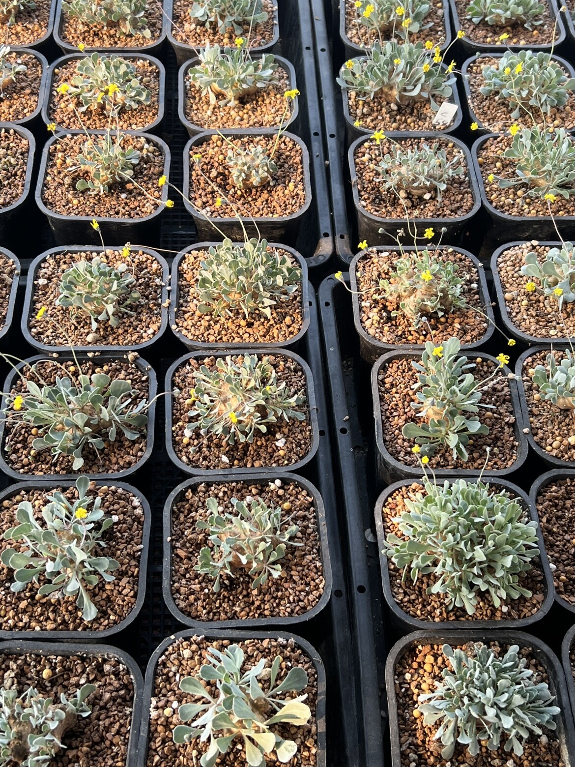 2.5-3CM 1PCS Seedling Cactus Live Plants Othonna Cacalioides Beautiful Rare root tuber succulent plant