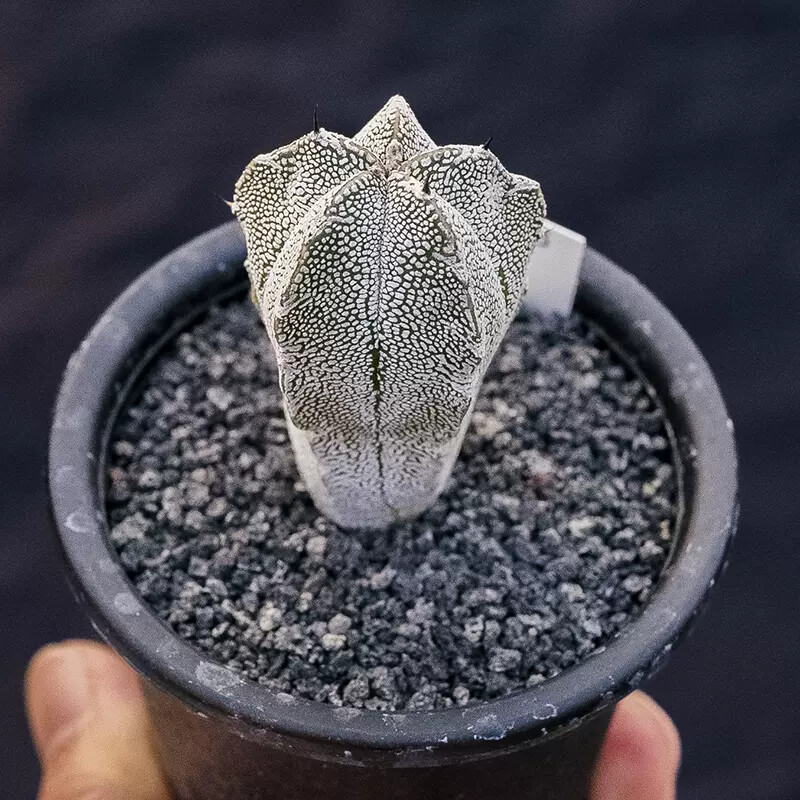 3-4cm 1PCS Seedling Cactus Live Plants Astrophytum Myriostigma Onzuka Beautiful Rare Cactus