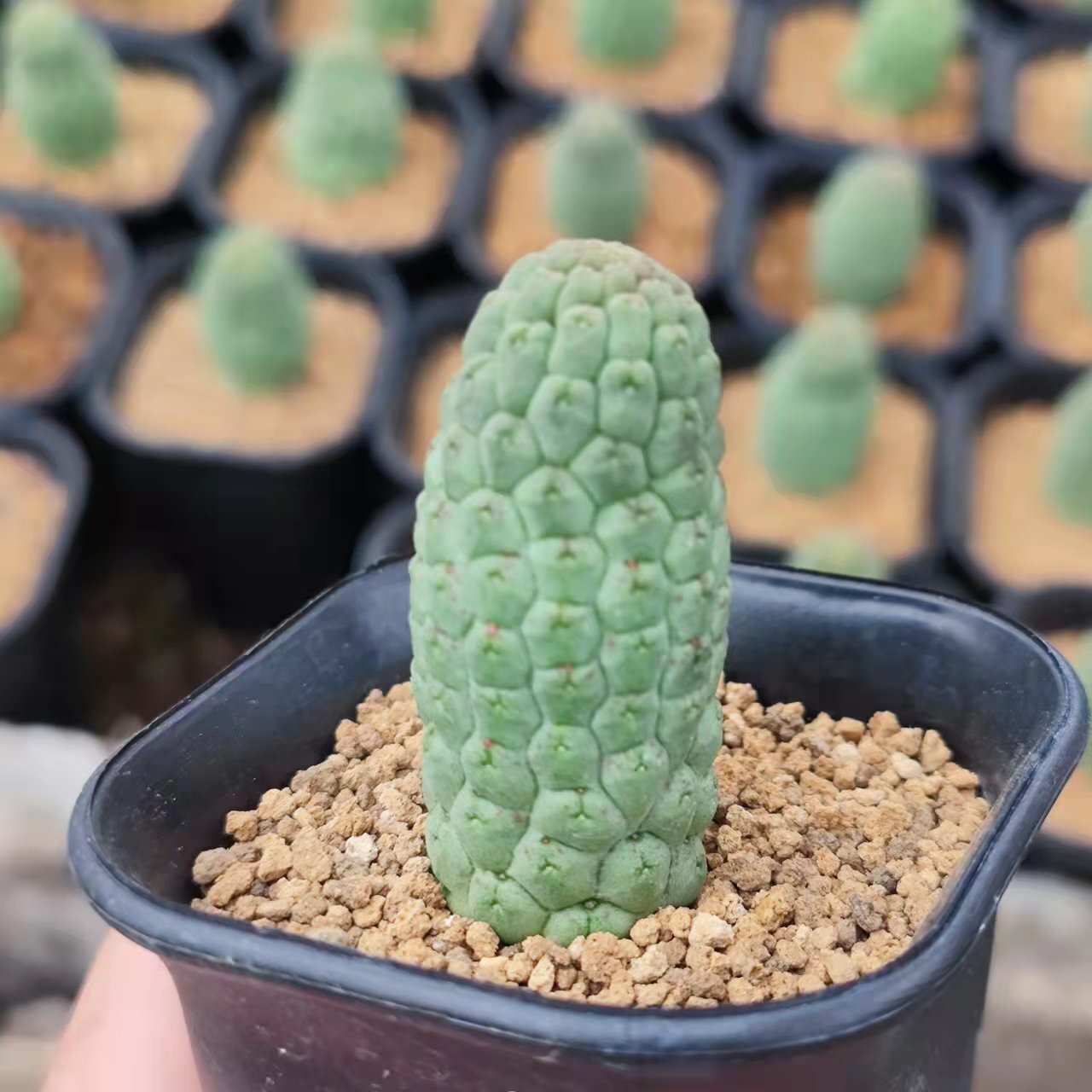 5-6cm 1PCS Rootless Seedling Cactus Live Plants Larryleachia cactiformise Beautiful Rare garden succulent plant
