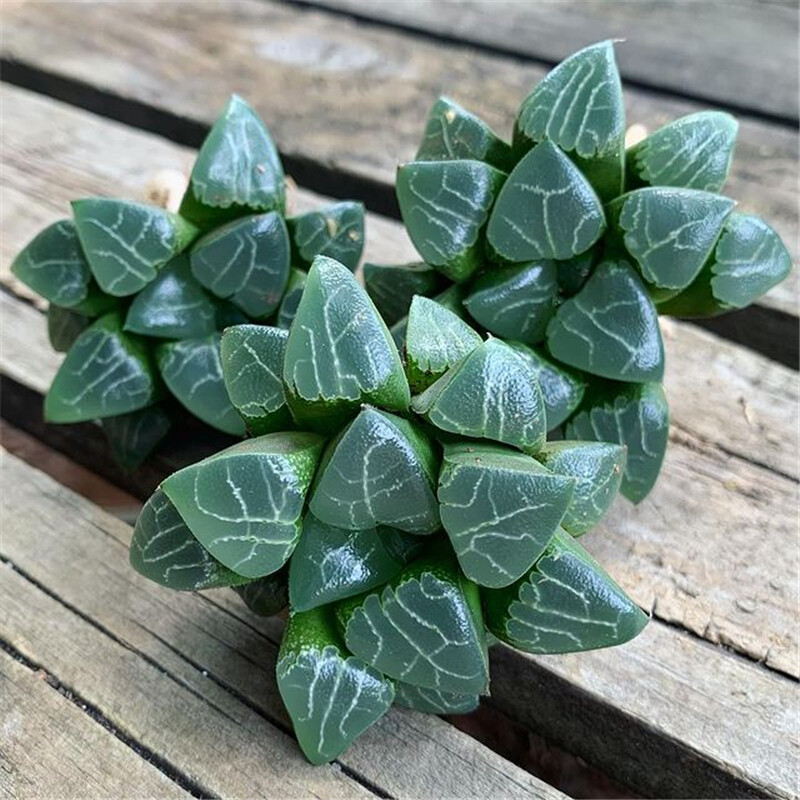 5-6cm 1PCS Seedling Succulent Live Plants Harworthia Monilaria Beautiful Cactus Rare Cactus