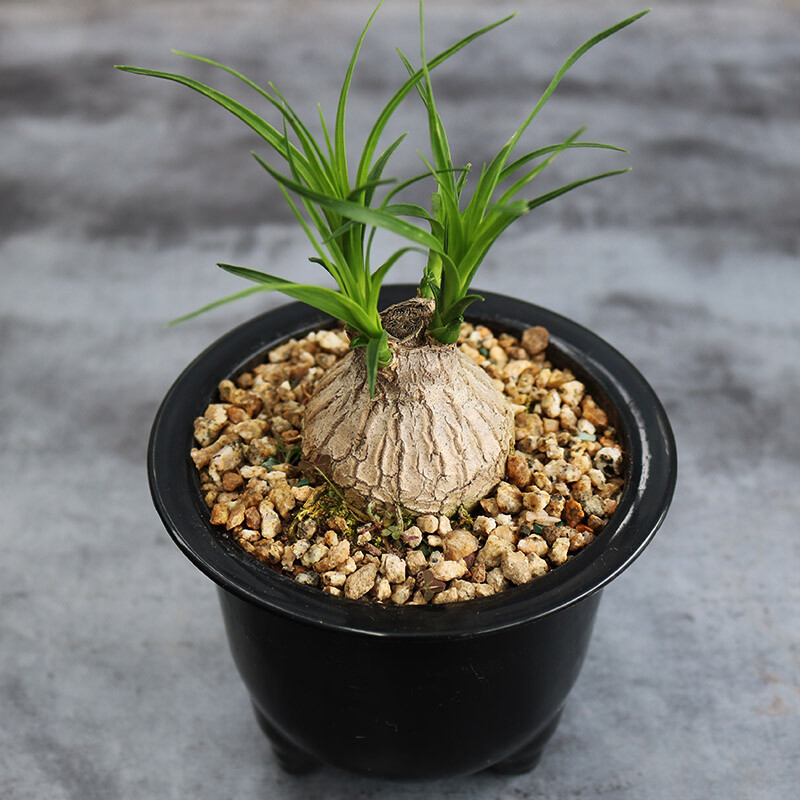 4-5cm 1PCS Seedling Cactus Live Plants Beaucarnea Recurvata Beautiful Garden Rare Succulent plant