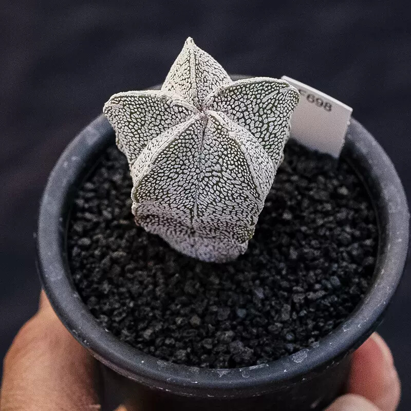 3-4cm 1PCS Seedling Cactus Live Plants Astrophytum Myriostigma Onzuka Beautiful Rare Cactus