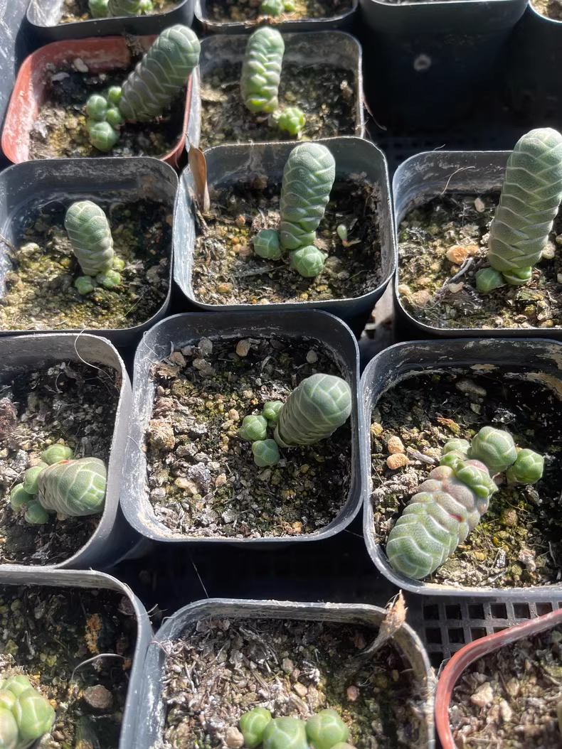 5cm 1PCS Seedling Cactus Live Plants Crassula Barklyi Beautiful Cactus Rare Garden Succulent plant