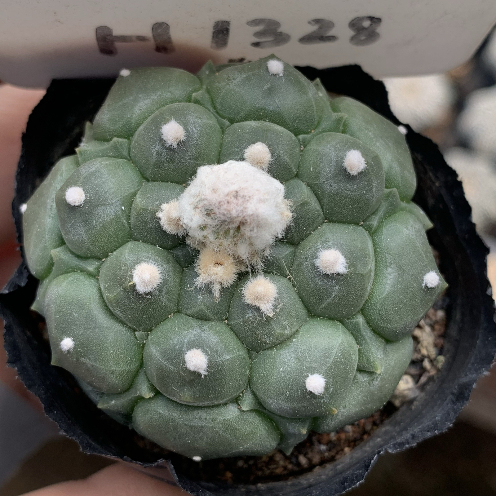 4-5cm 1PCS Cactus Live Plants Astrophytum Asterias Cv Kikkos Beautiful Rare Cactus