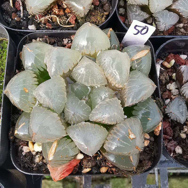4cm Cactus Live Plants Haworthia Cooperi X Comptoniana Beautiful Rare Gareden succulent plant