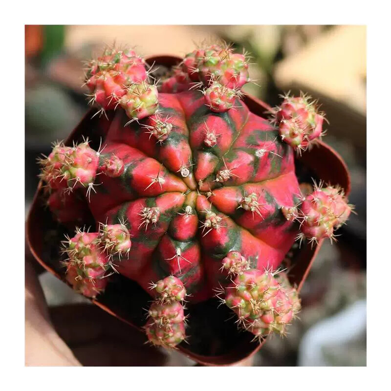 6-7cm Cactus Live Plants Gymnocalycium Variegata Beautiful Cactus Garden Rare Cactus