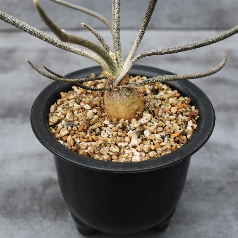 3cm 1PCS Cactus Live Plants Root Tuber Astrophytum Caput-medusae Beautiful Cactus Rare Cactus