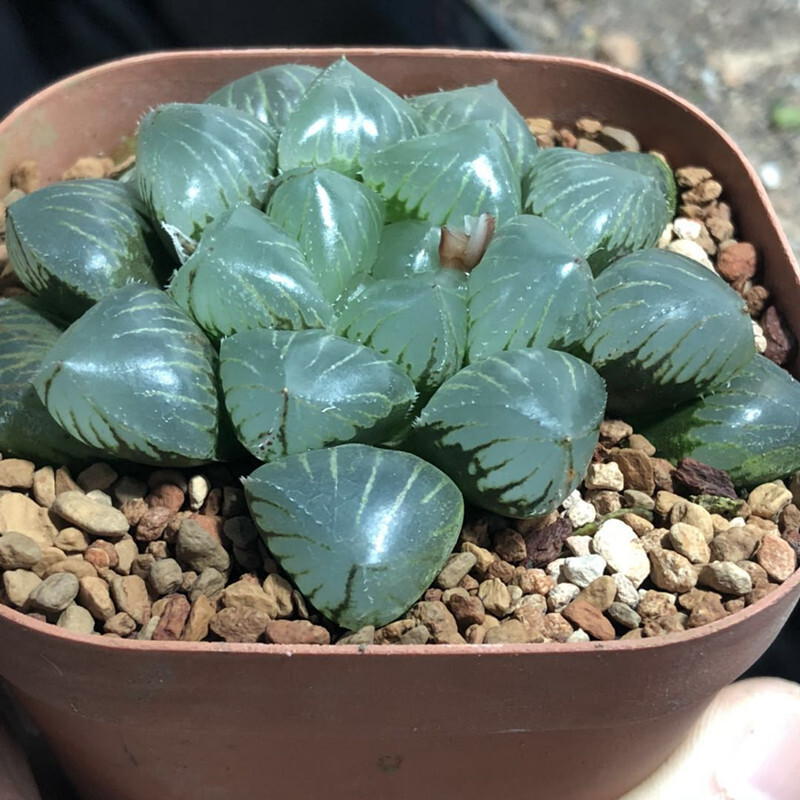 4cm Cactus Live Plants Haworthia Cooperi X Comptoniana Beautiful Rare Gareden succulent plant