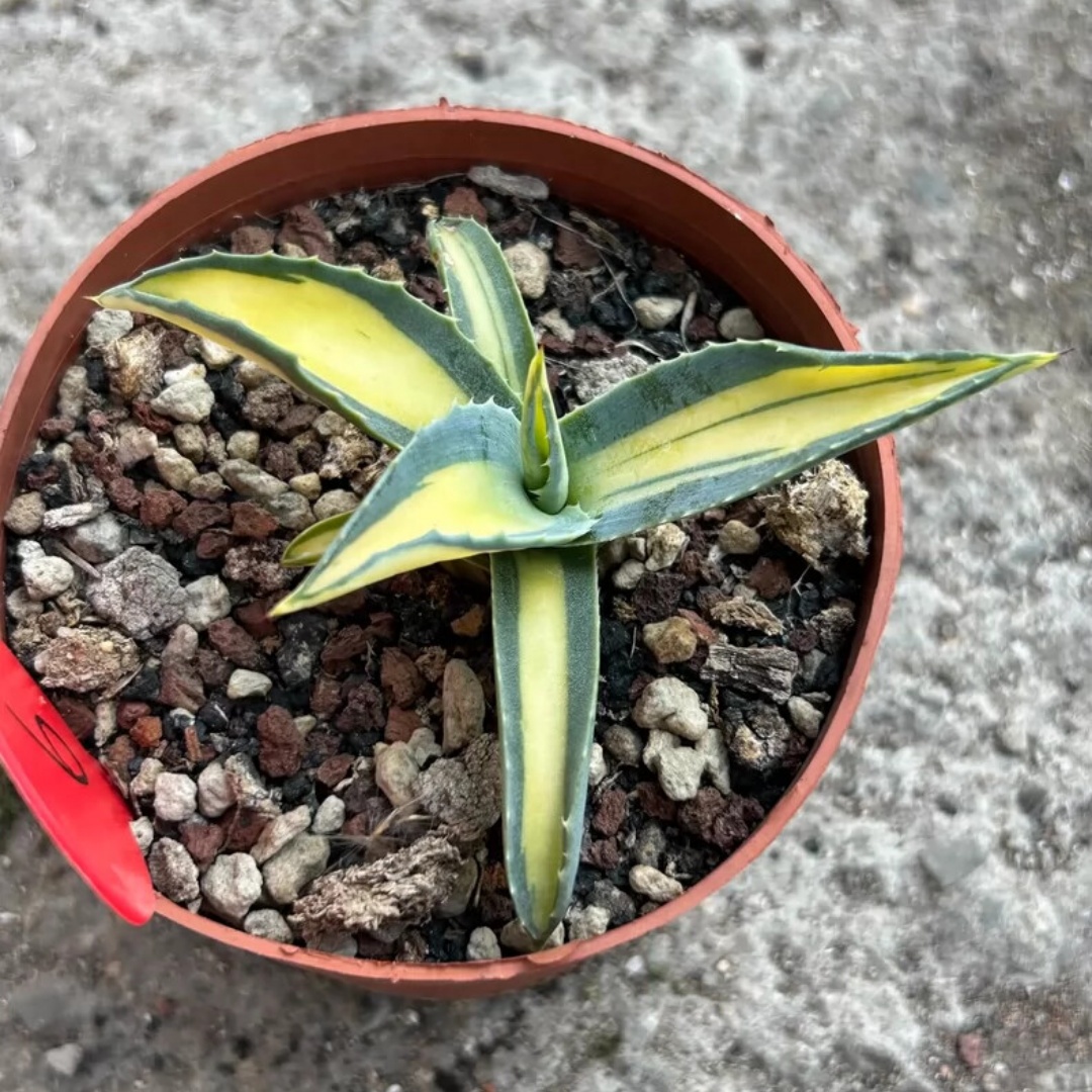 8cm 1PCS Seedling Cactus Live Plant Agave Americana Mediopicta Ag. Potatorum Beautiful Cactus