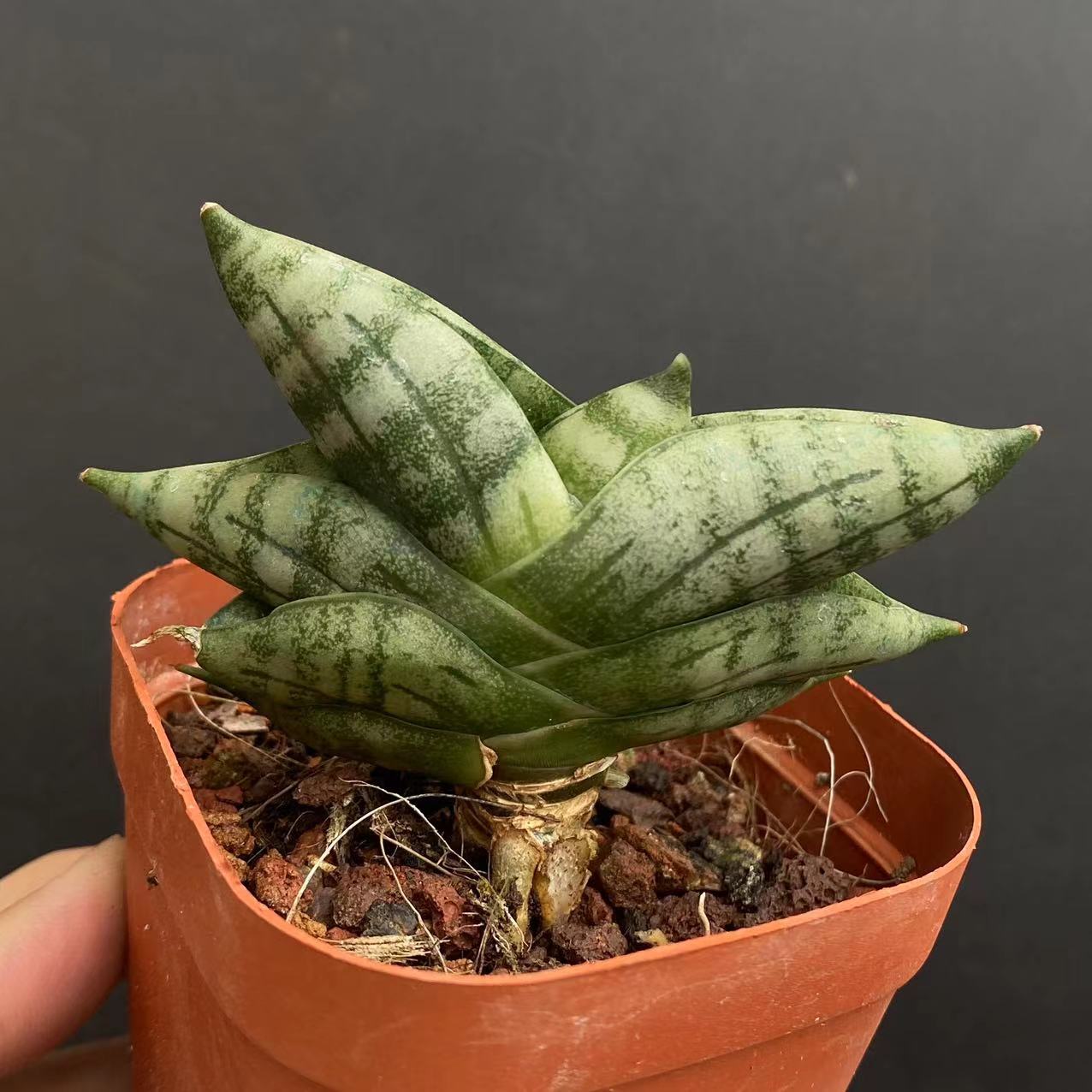5-6cm 1PCS Seedling Cactus Live Plants Sansevieria Cylindrica Bojer Cristata Cactus succulent plant