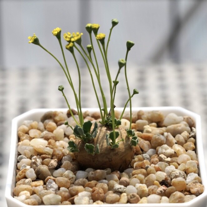 2.5-3CM 1PCS Seedling Cactus Live Plants Othonna Cacalioides Beautiful Rare root tuber succulent plant