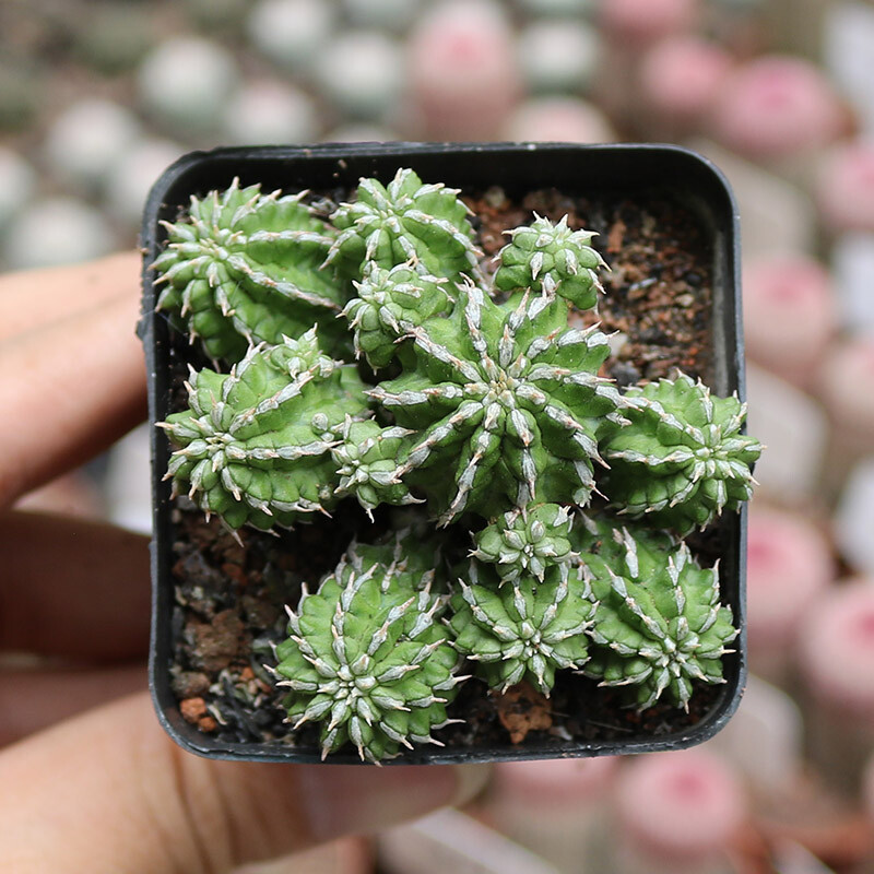 4-5cm 1PCS Multiple heads Cactus Live Plants Euphorbia bumper harvest Beautiful Cactus Rare Garden