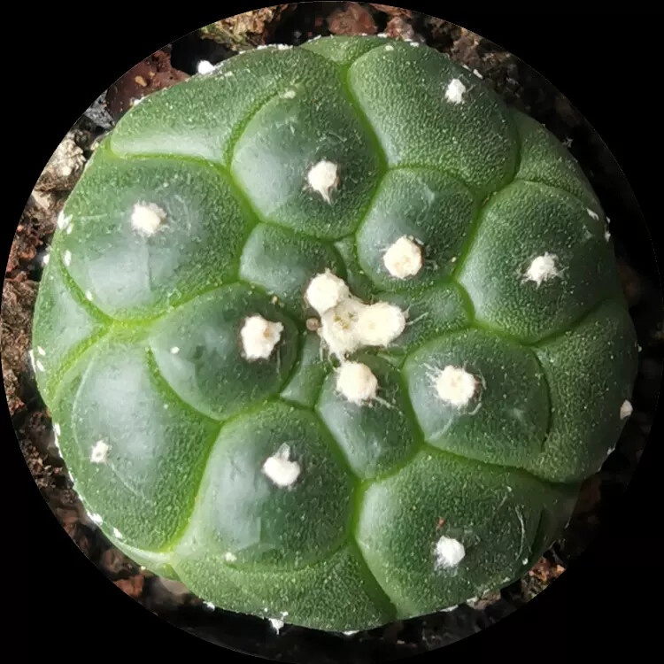 4-5cm 1PCS Cactus Live Plants Astrophytum Asterias Cv Kikkos Beautiful Rare Cactus