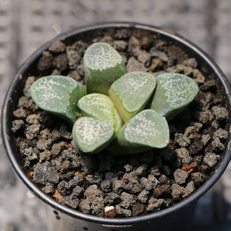 4CM 1PCS Succulent Live Plants Haworthia Groenewaldii Beautiful Rare Garden Cactus Plants