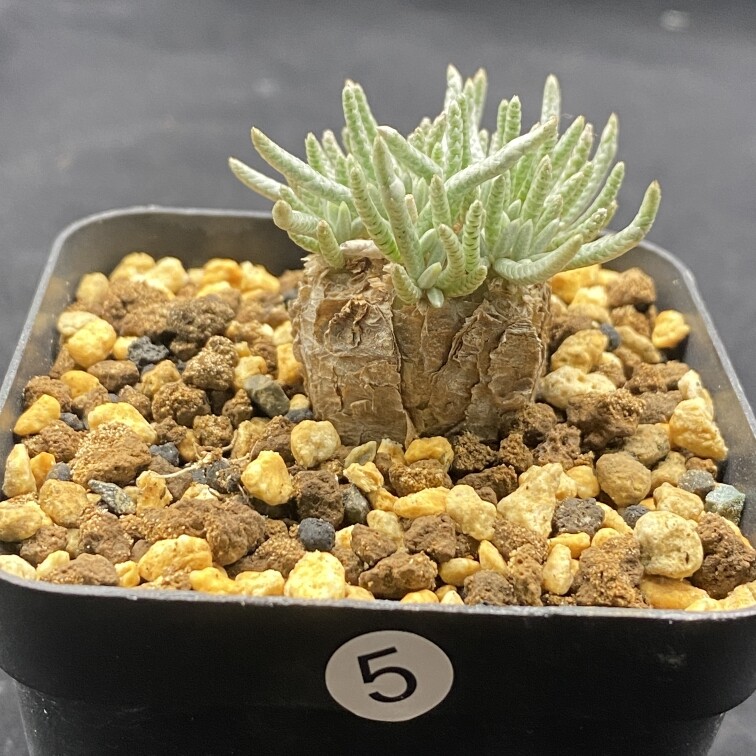 2-2.5cm 1PCS Seedling Cactus Live Plants Avonia Quinaria Beautiful Cactus Rare Root Tuber succulent plants