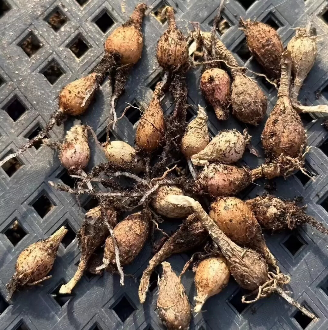 1.5-2cm 1PCS Seedling Cactus Live Strumaria Villosa Beautiful Garden root tuber succulent plant Planting