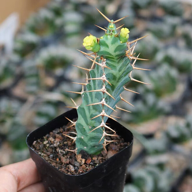 6-8cm Seedling Cactus Live Plants Euphorbia Virosa Beautiful Cactus Rare Garden plants