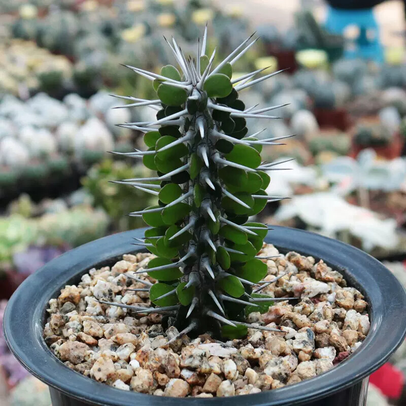 8cm 1PCS Seedling Cactus Live Plants Alluaudia montagnaci Beautiful Living Cactus Rare Garden