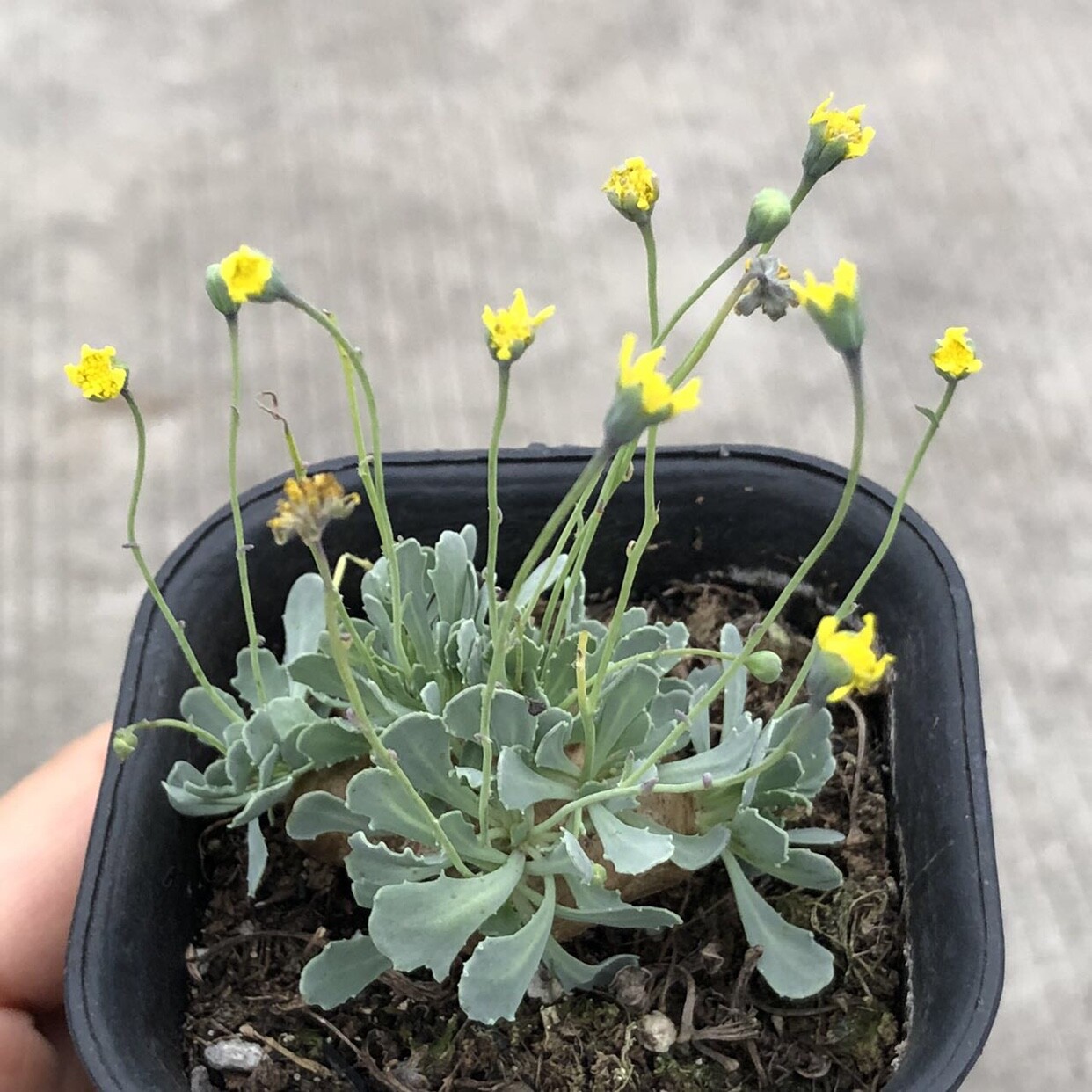 2.5-3CM 1PCS Seedling Cactus Live Plants Othonna Cacalioides Beautiful Rare root tuber succulent plant