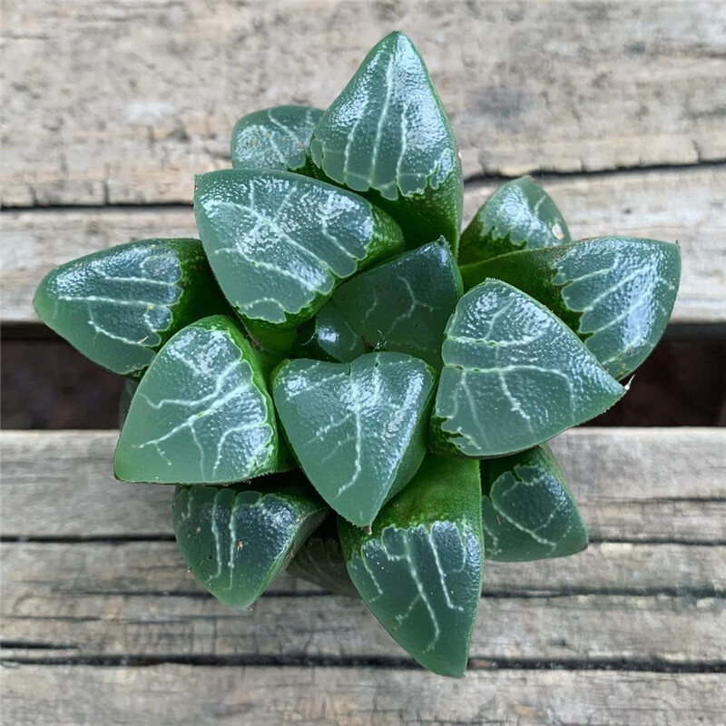 5-6cm 1PCS Seedling Succulent Live Plants Harworthia Monilaria Beautiful Cactus Rare Cactus
