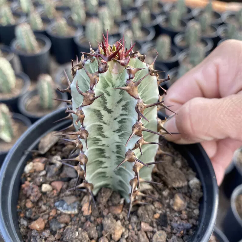 8cm 1PCS Cactus Live Plants Euphorbia Horrida Garden Cactus Rare Beautiful Cactus