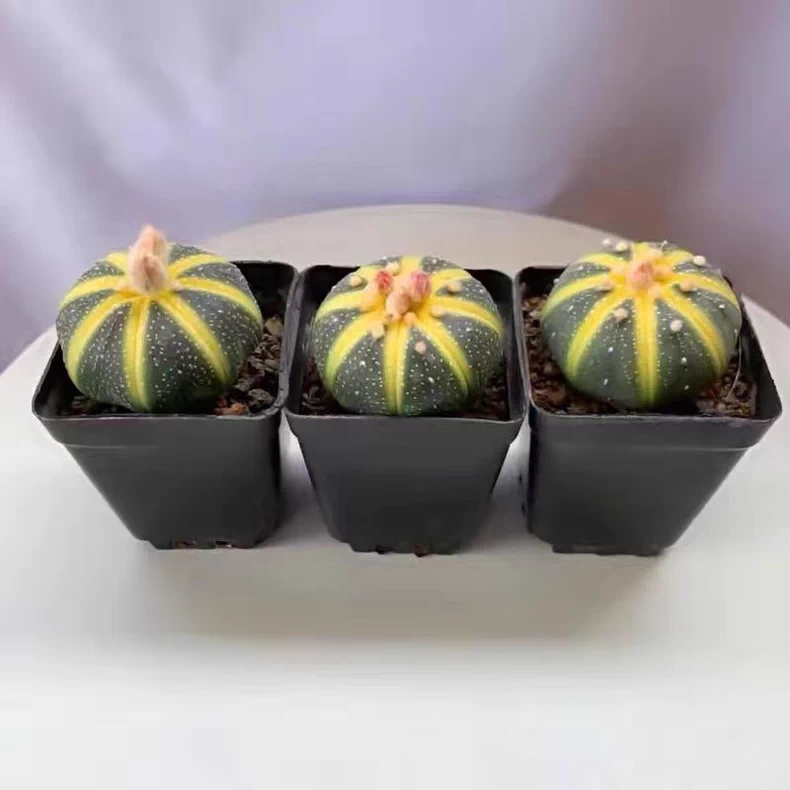 3-4PCS 3cm Cactus Live Plants Astrophytum Asterias Variegated Beautiful Garden Rare Outdoor Planting