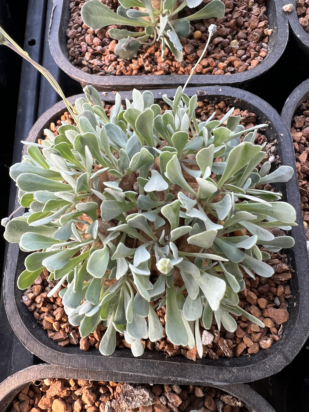 2.5-3CM 1PCS Seedling Cactus Live Plants Othonna Cacalioides Beautiful Rare root tuber succulent plant