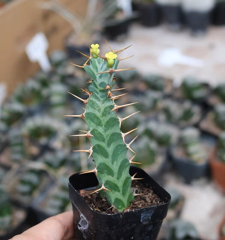 6-8cm Seedling Cactus Live Plants Euphorbia Virosa Beautiful Cactus Rare Garden plants