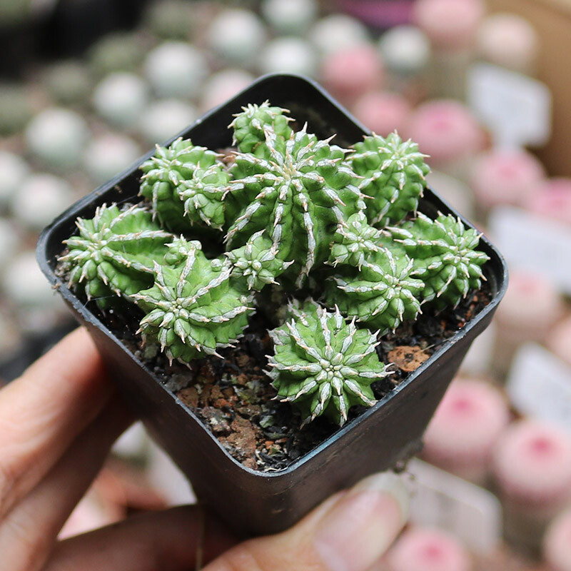 4-5cm 1PCS Multiple heads Cactus Live Plants Euphorbia bumper harvest Beautiful Cactus Rare Garden