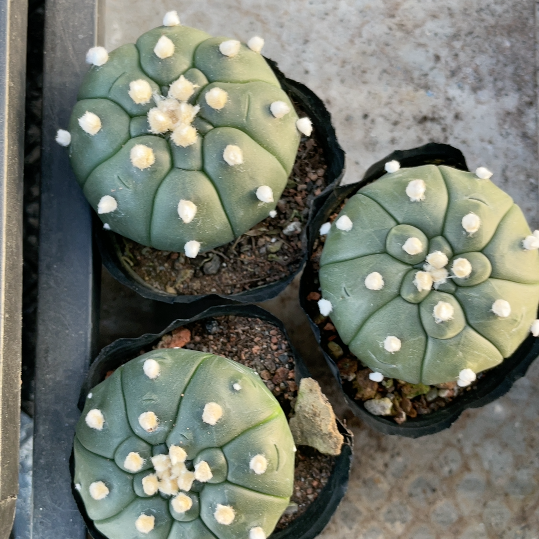 4-5cm 1PCS Cactus Live Plants Astrophytum Asterias Cv Kikkos Beautiful Rare Cactus